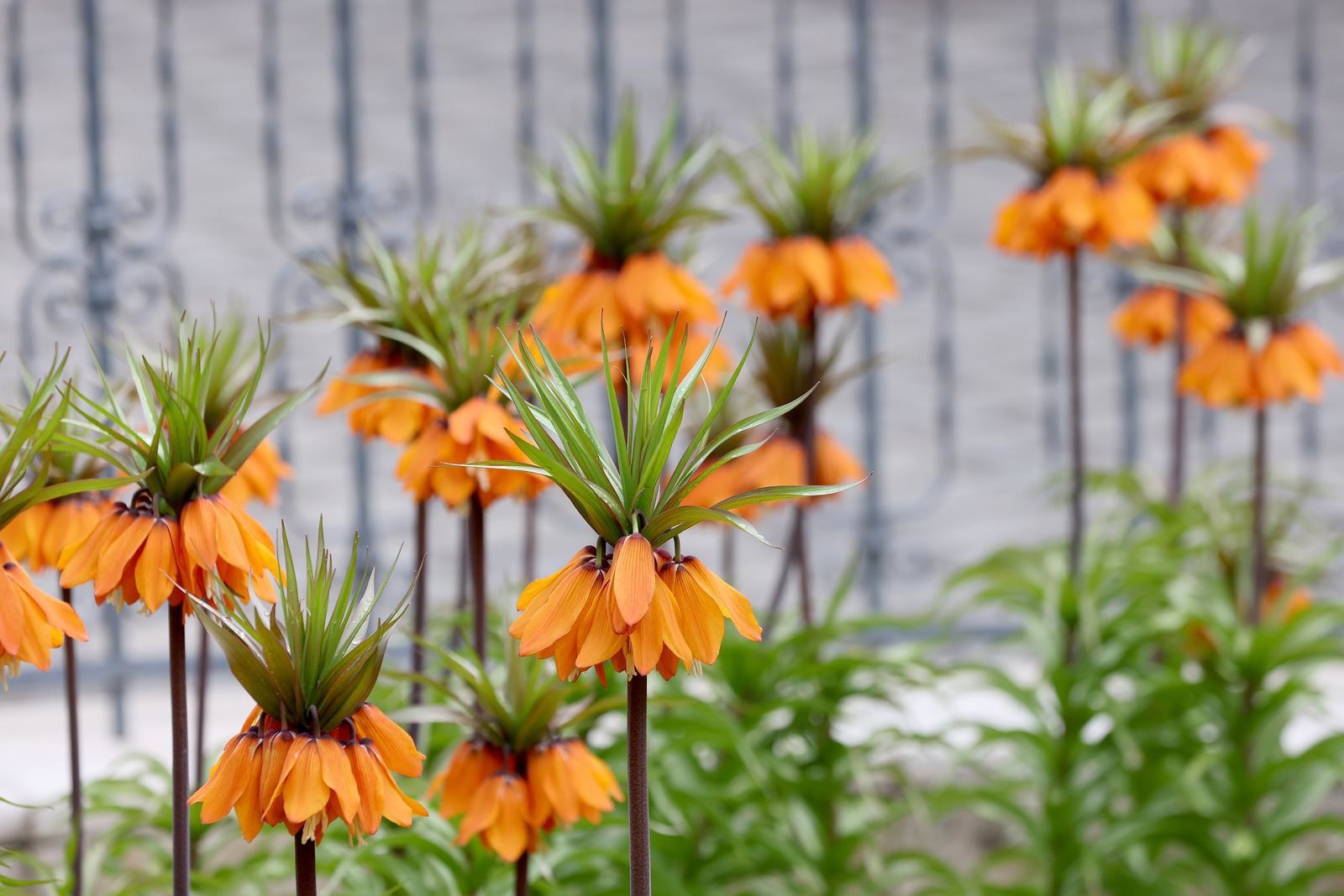 Kod Kamenitih vrata posađena je neobična biljka. Ima jak, nekima neugodan miris