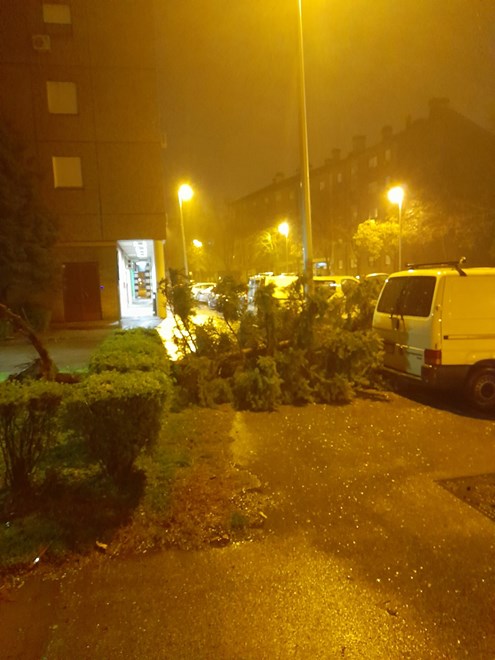 Srušeno stablo u Malešnici