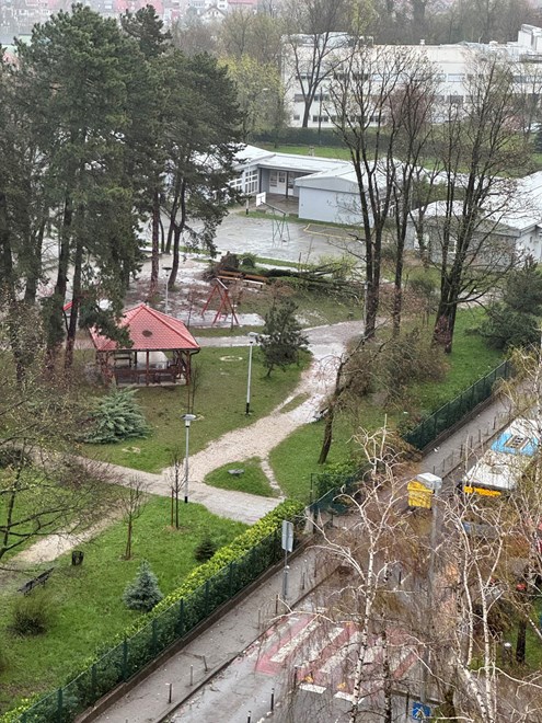 Pala dva stabla u dvorištu OŠ Jordanovac