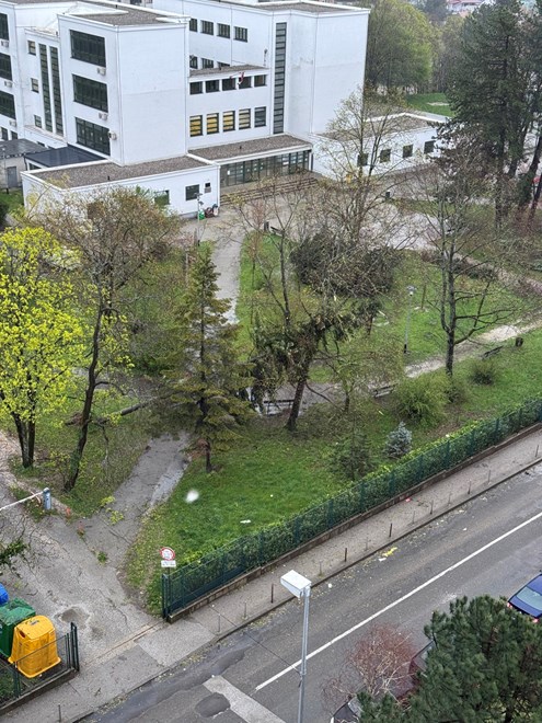 Pala dva stabla u dvorištu OŠ Jordanovac