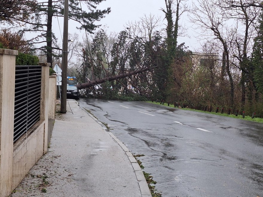 Stablo na cesti u Gornjem Prekrižju