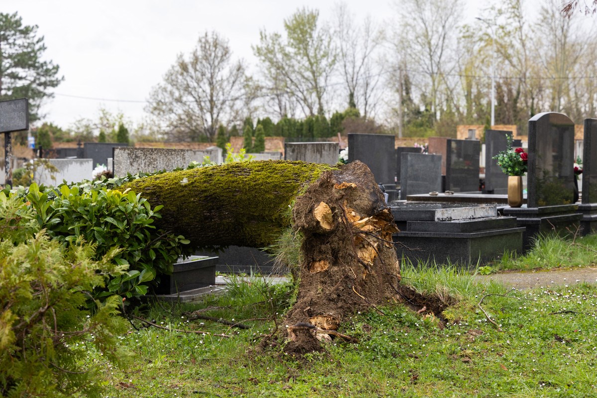 FOTO I VIDEO Ovako izgleda Mirogoj nakon nevremena. Srušeno više od 300 stabala