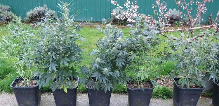 FOTO Mladić u Orahovici uzgajao marihuanu, policija pronašla 21 biljku