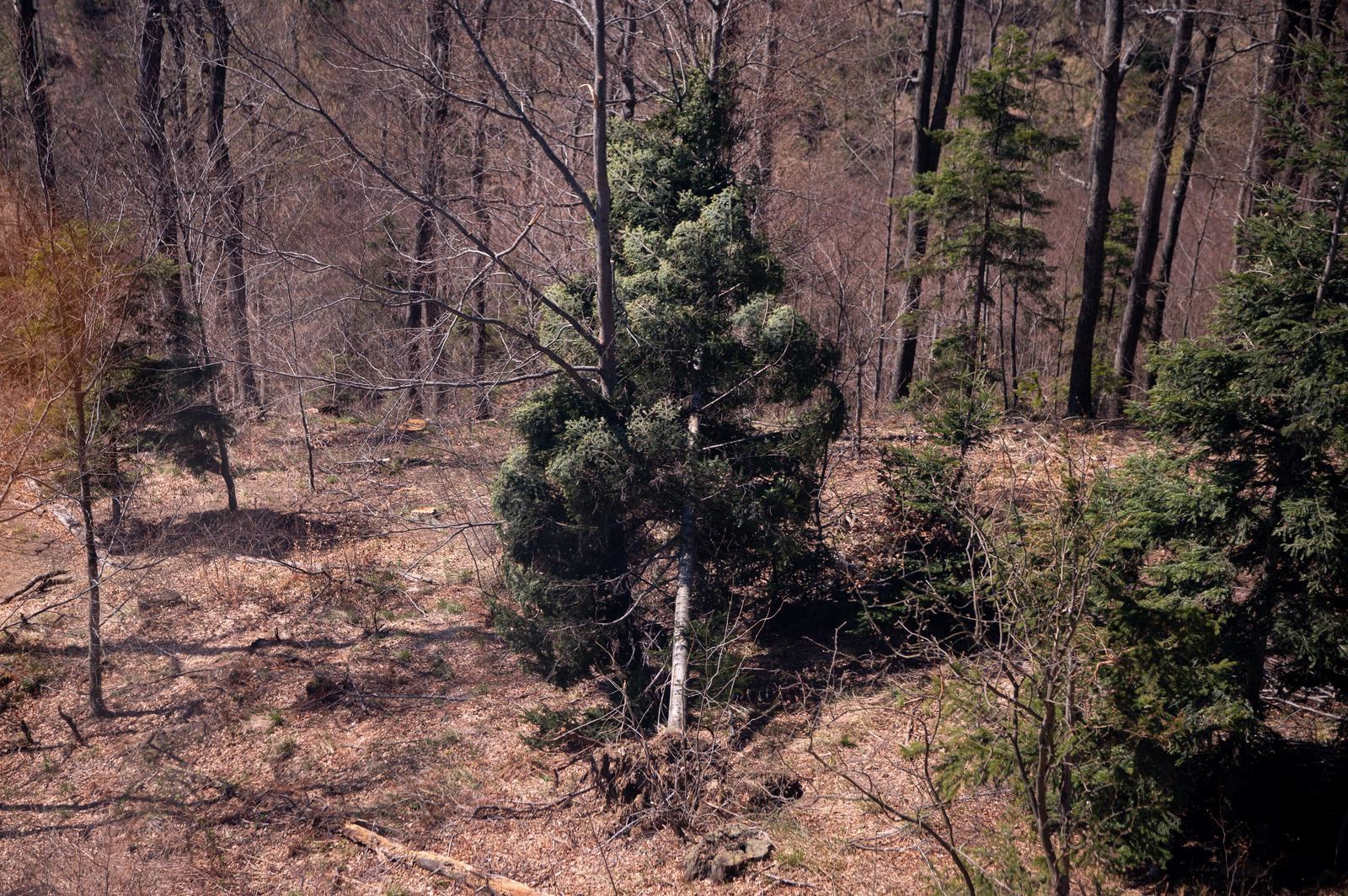 FOTO Sljeme dva tjedna nakon oluje: Šuma razorena, sanacija u tijeku