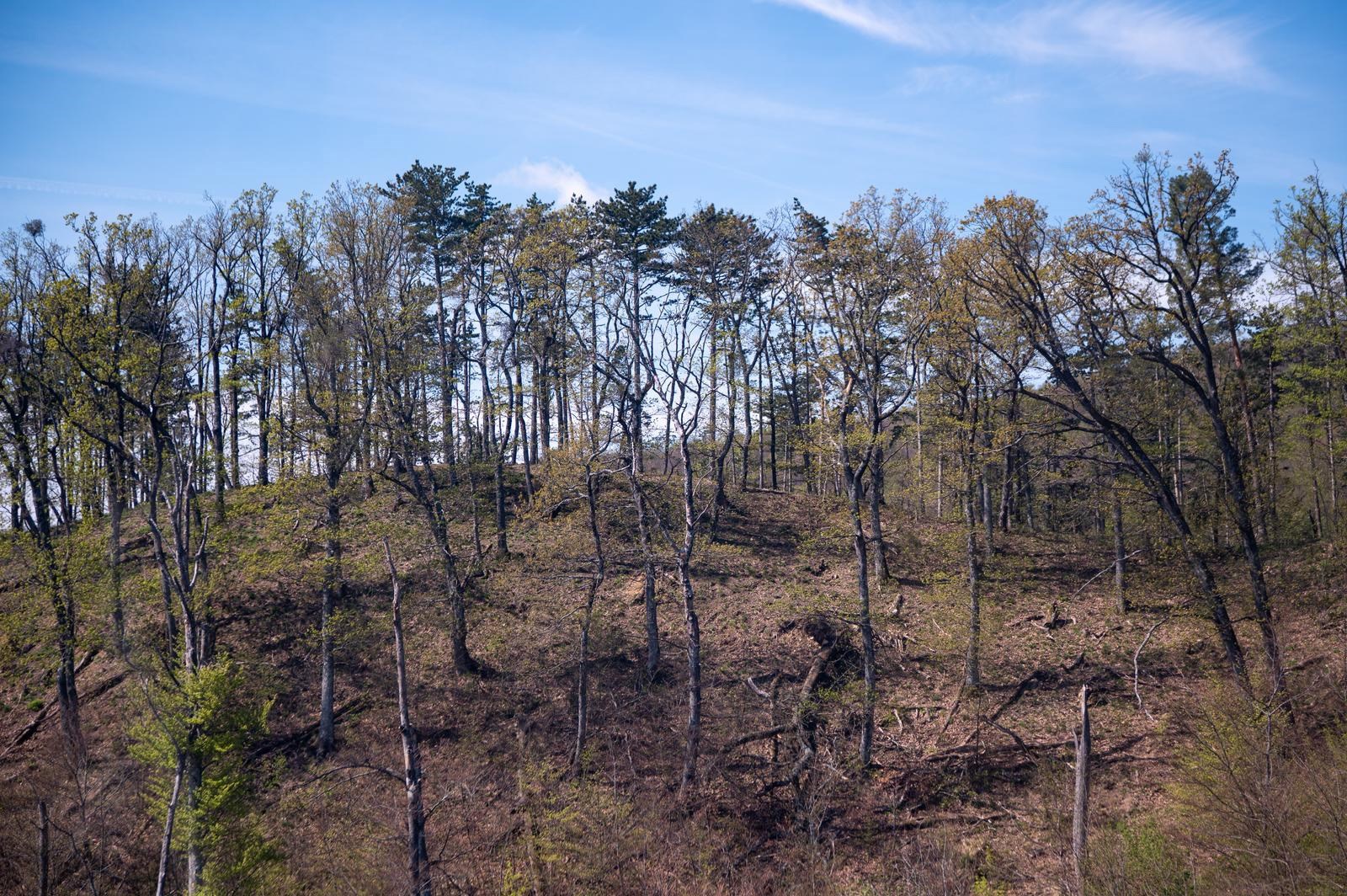 FOTO Sljeme dva tjedna nakon oluje: Šuma razorena, sanacija u tijeku