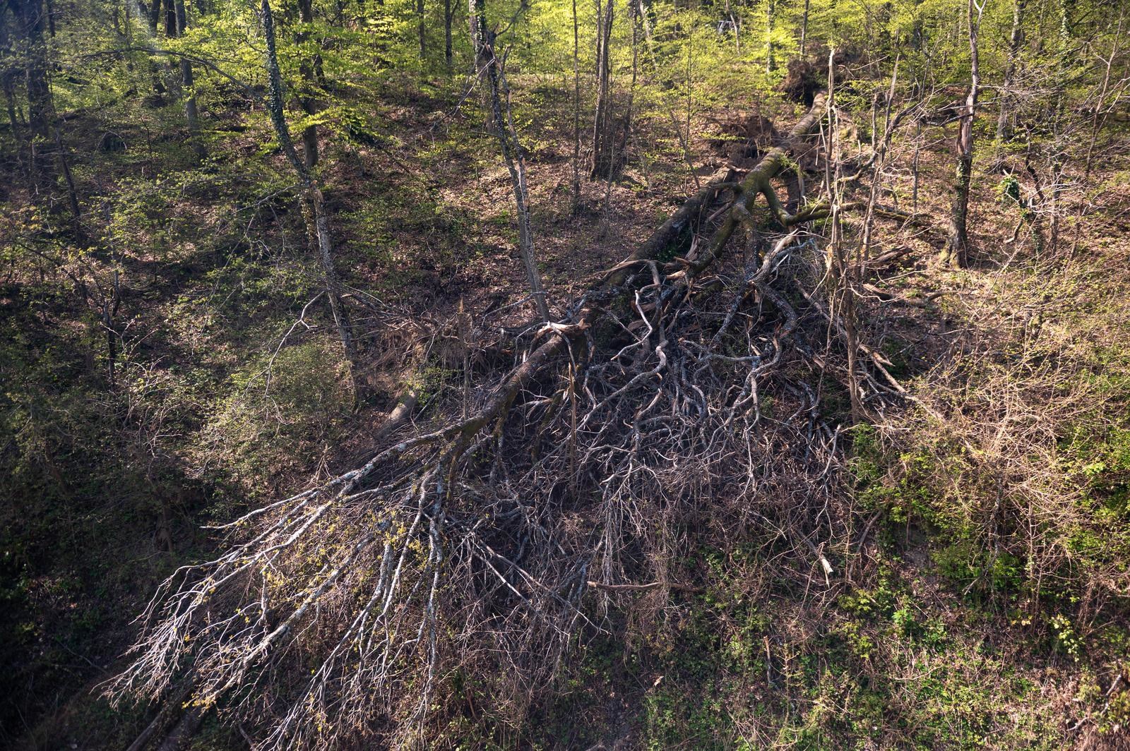 FOTO Sljeme dva tjedna nakon oluje: Šuma razorena, sanacija u tijeku