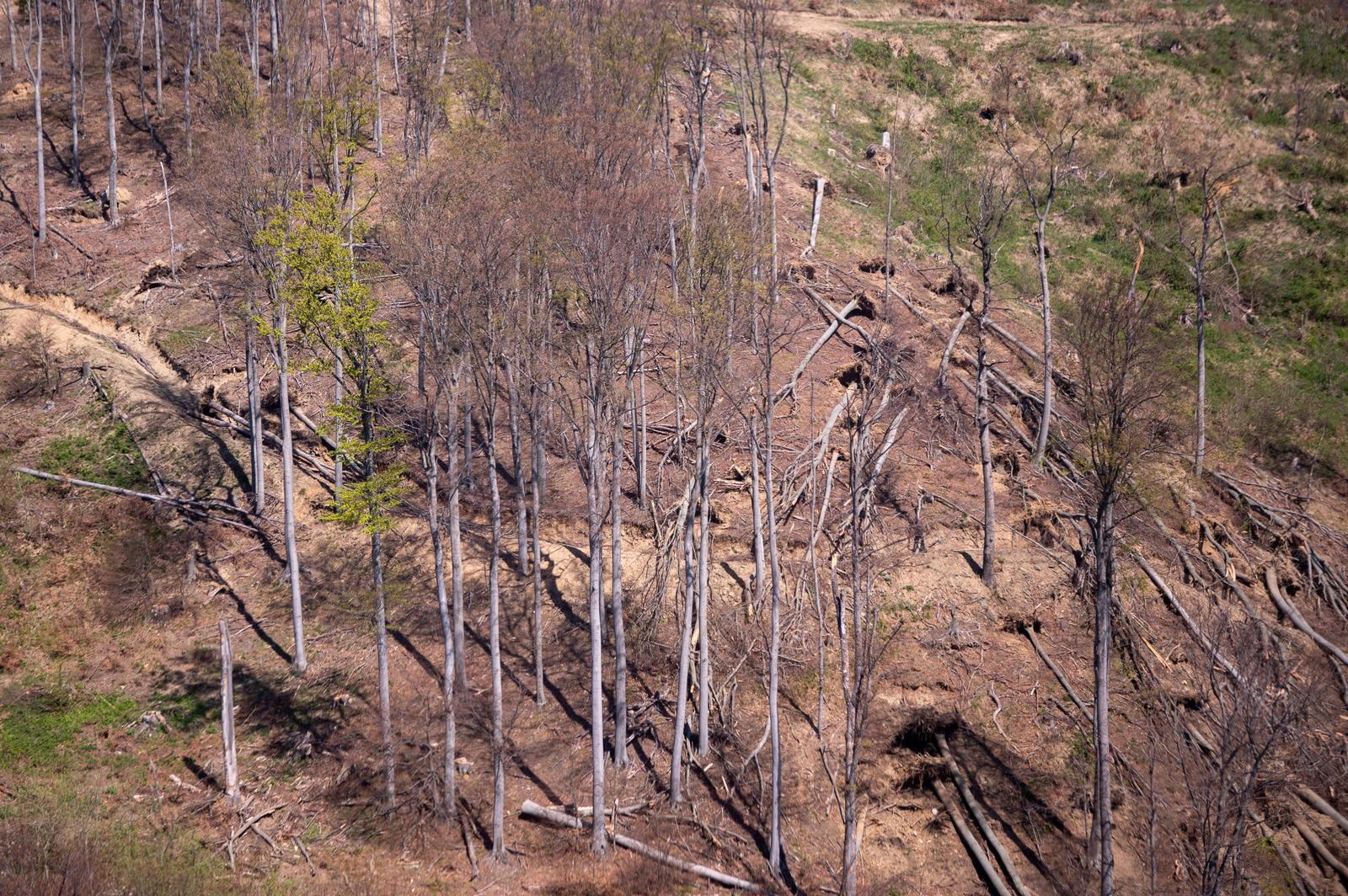 FOTO Sljeme dva tjedna nakon oluje: Šuma razorena, sanacija u tijeku