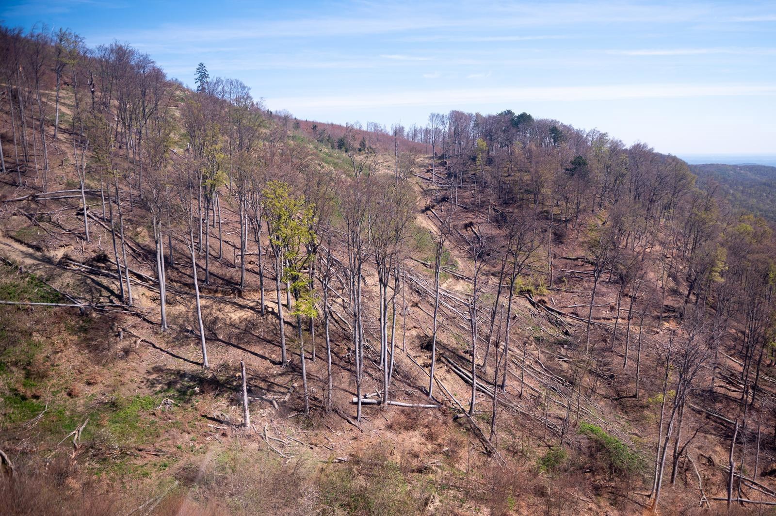 FOTO Sljeme dva tjedna nakon oluje: Šuma razorena, sanacija u tijeku