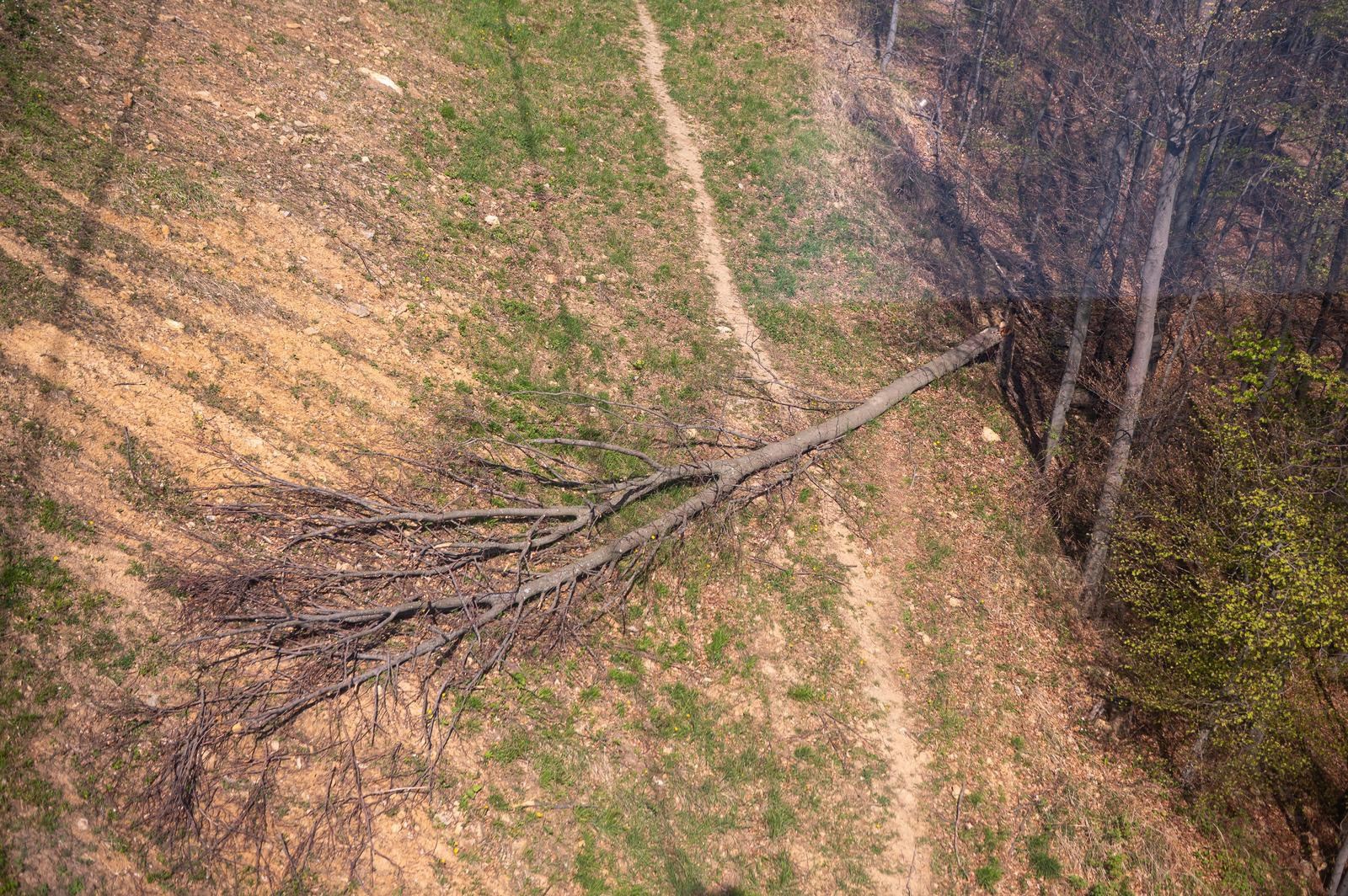 FOTO Sljeme dva tjedna nakon oluje: Šuma razorena, sanacija u tijeku
