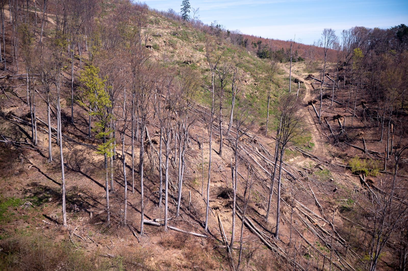 FOTO Sljeme dva tjedna nakon oluje: Šuma razorena, sanacija u tijeku