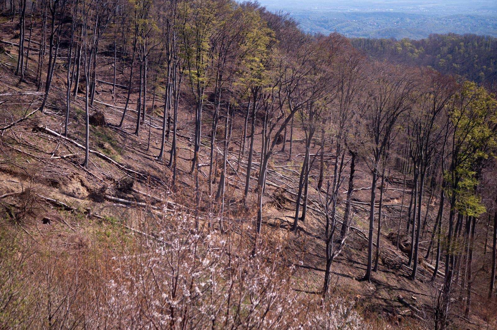 FOTO Sljeme dva tjedna nakon oluje: Šuma razorena, sanacija u tijeku