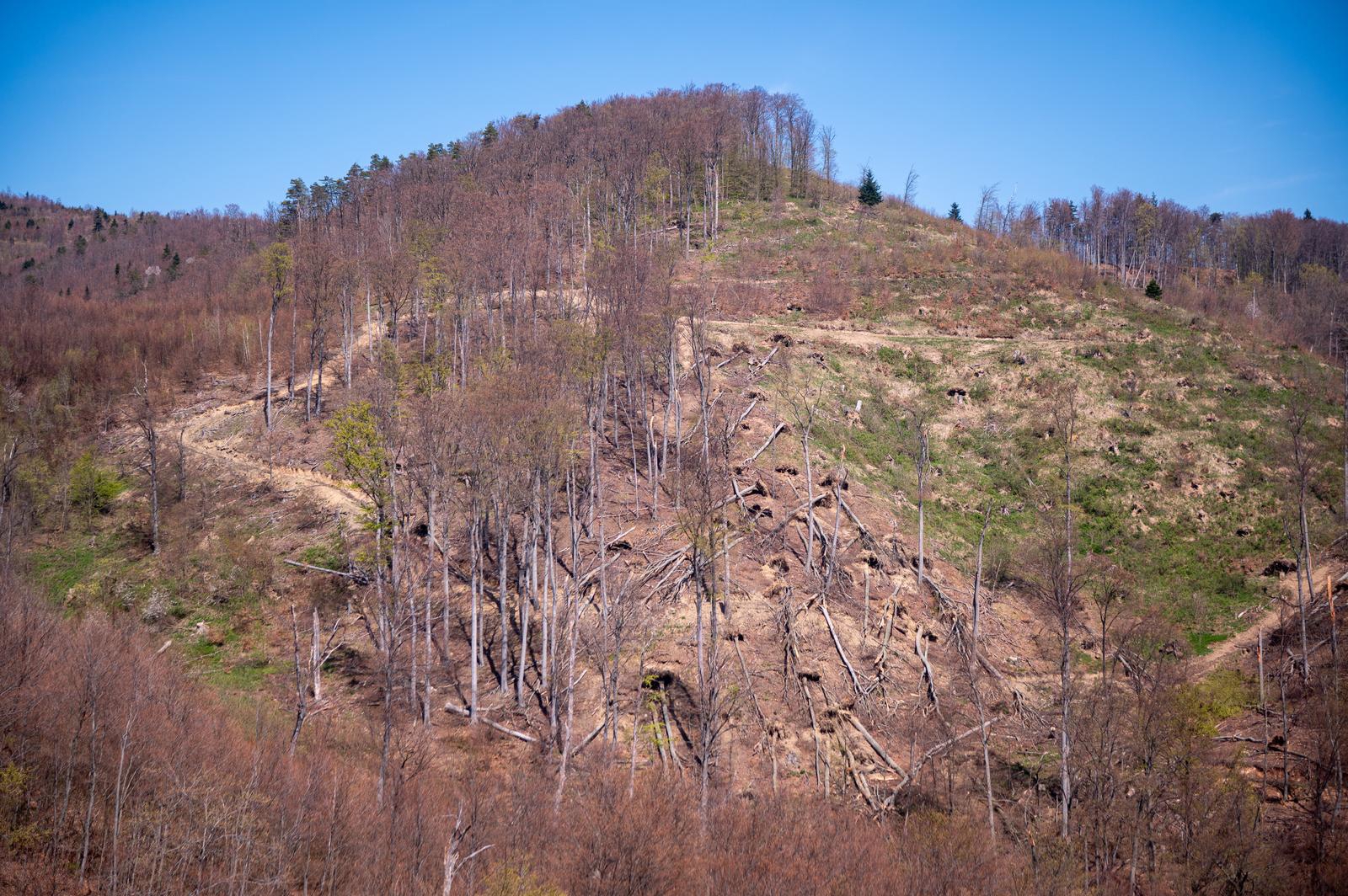 FOTO Sljeme dva tjedna nakon oluje: Šuma razorena, sanacija u tijeku