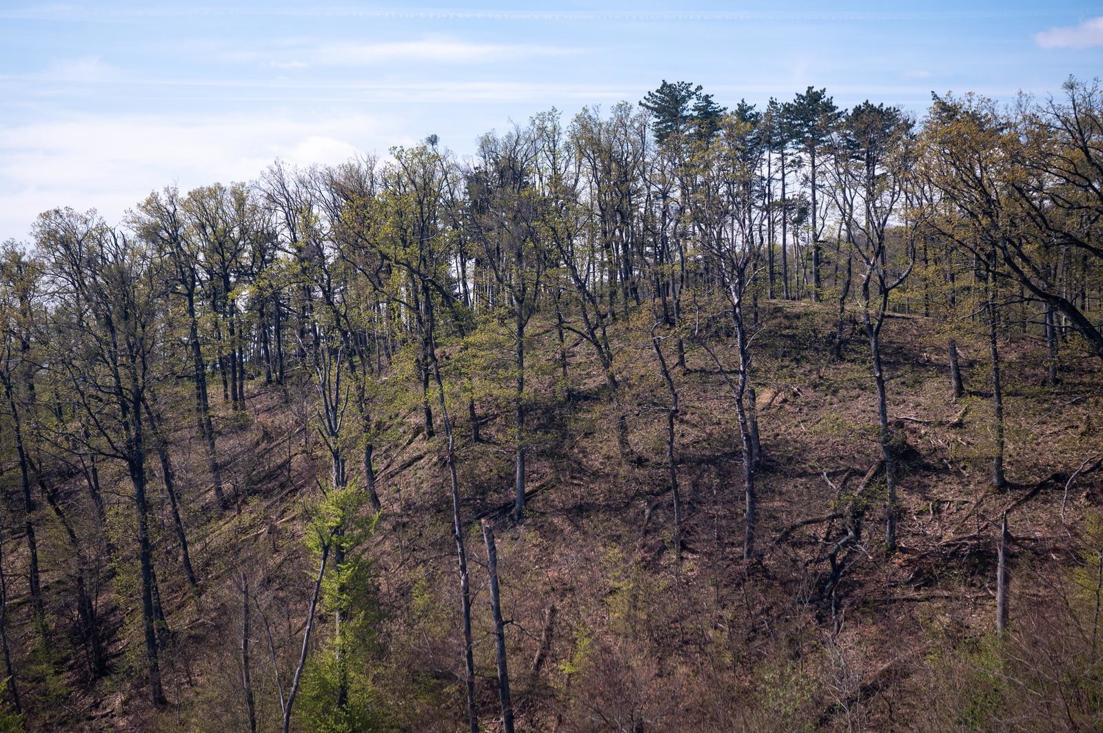 FOTO Sljeme dva tjedna nakon oluje: Šuma razorena, sanacija u tijeku