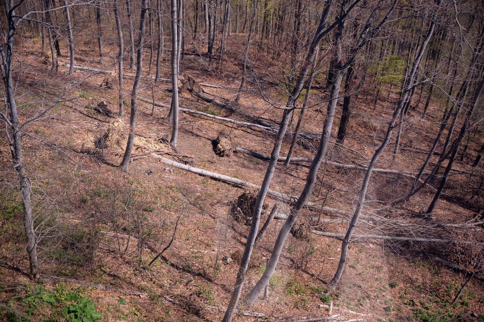 FOTO Sljeme dva tjedna nakon oluje: Šuma razorena, sanacija u tijeku