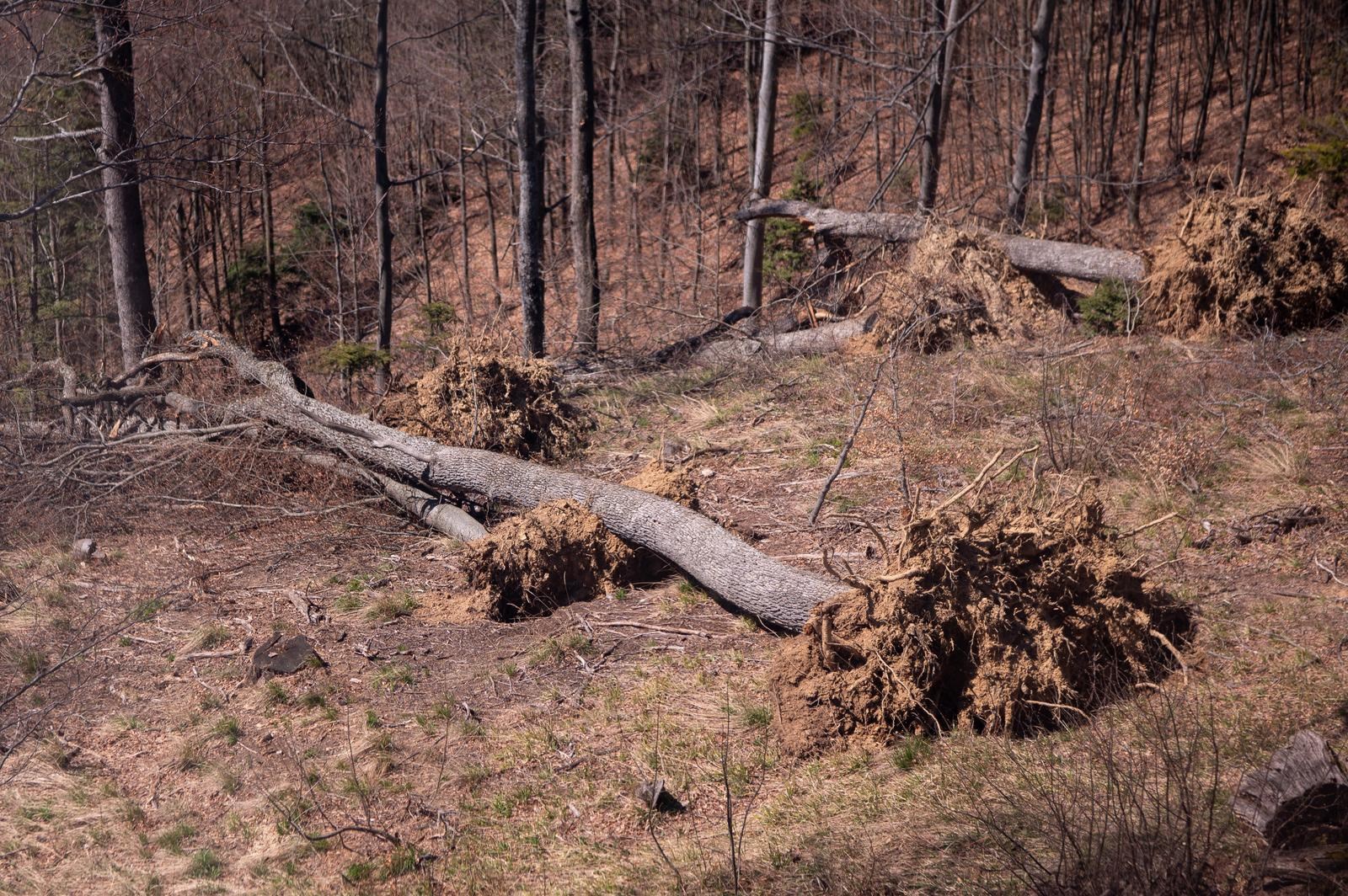 FOTO Sljeme dva tjedna nakon oluje: Šuma razorena, sanacija u tijeku
