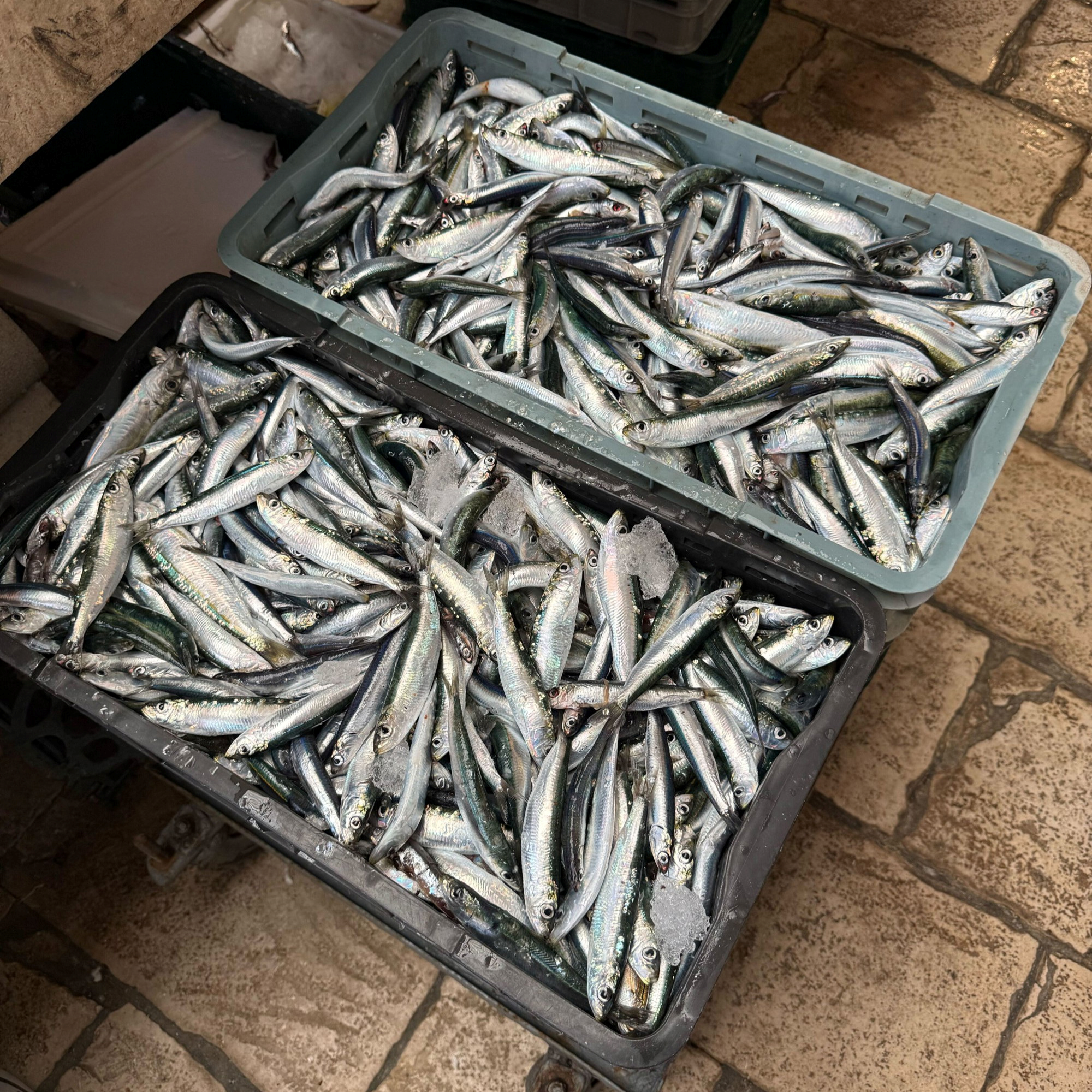 Zbog velikog rasta cijene plavog dizela skuplja je riba. Srdela 5, škampi do 50 eura