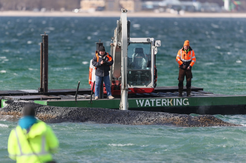 Grbavi kit nasukan u Baltiku ugiba u bolovima. "Ne možemo ga spasiti"
