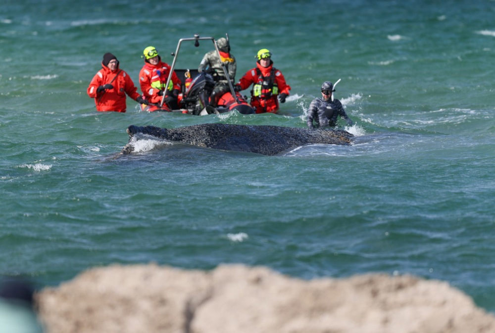 Grbavi kit nasukan u Baltiku ugiba u bolovima. "Ne možemo ga spasiti"