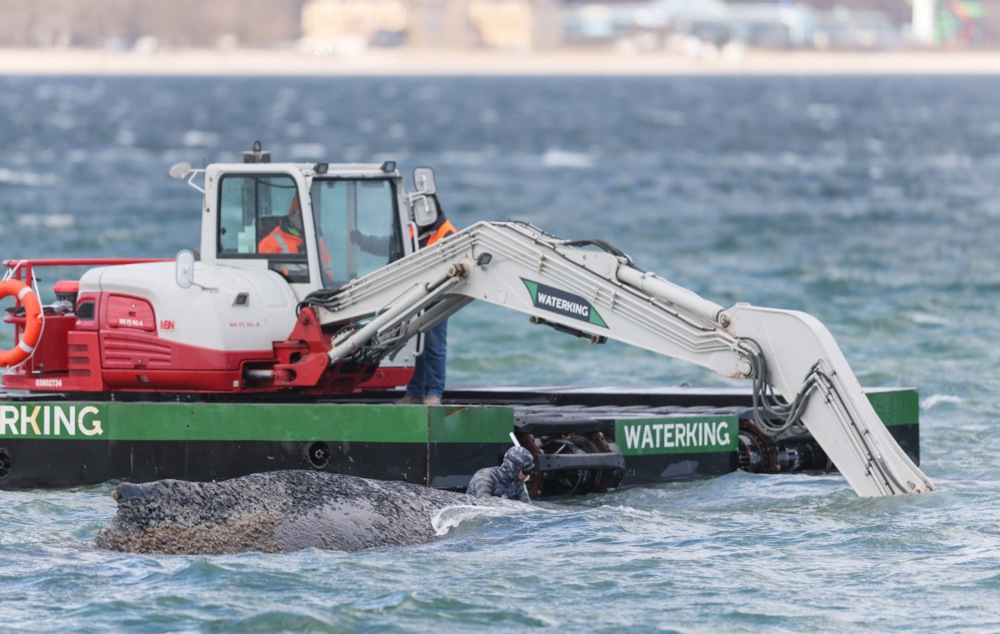 Grbavi kit nasukan u Baltiku ugiba u bolovima. "Ne možemo ga spasiti"