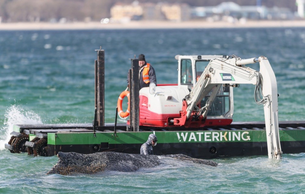 Grbavi kit nasukan u Baltiku ugiba u bolovima. "Ne možemo ga spasiti"