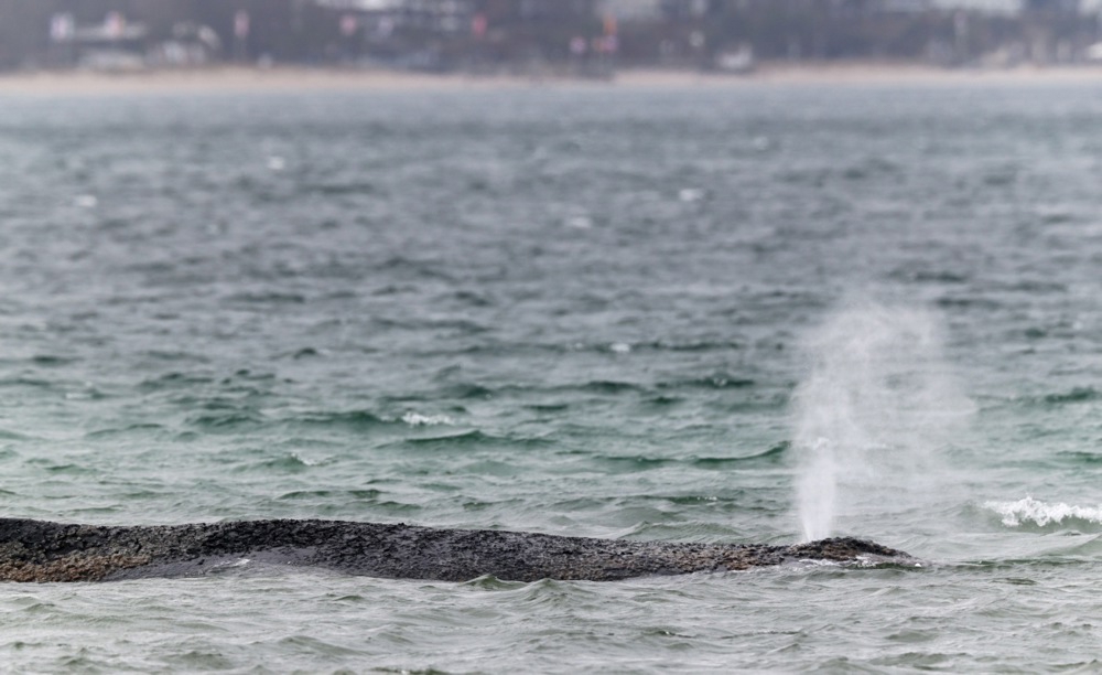 Grbavi kit nasukan u Baltiku ugiba u bolovima. "Ne možemo ga spasiti"