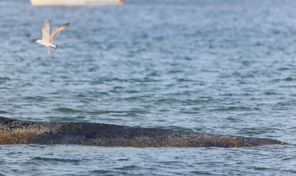 Grbavi kit nasukan u Baltiku ugiba u bolovima. "Ne možemo ga spasiti"