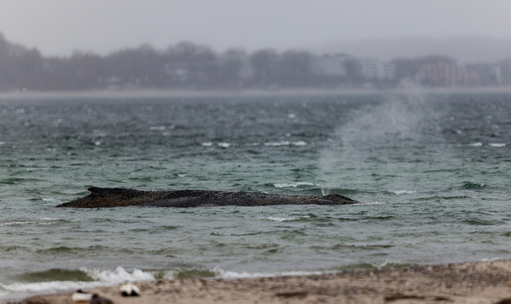 Grbavi kit nasukan u Baltiku ugiba u bolovima. "Ne možemo ga spasiti"