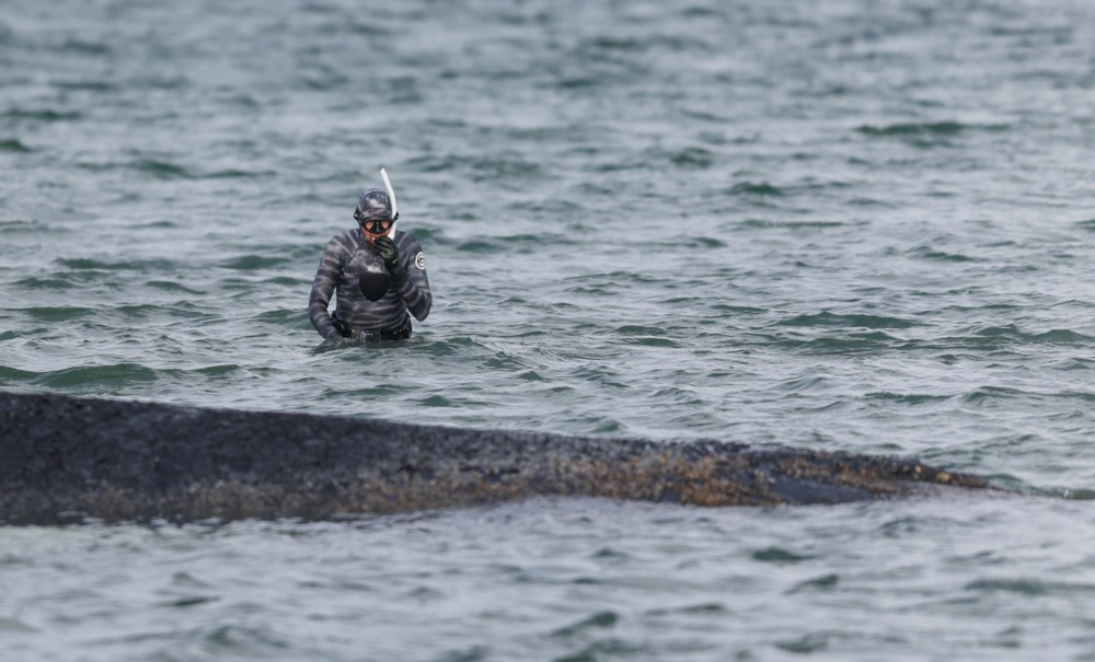 Grbavi kit nasukan u Baltiku ugiba u bolovima. "Ne možemo ga spasiti"