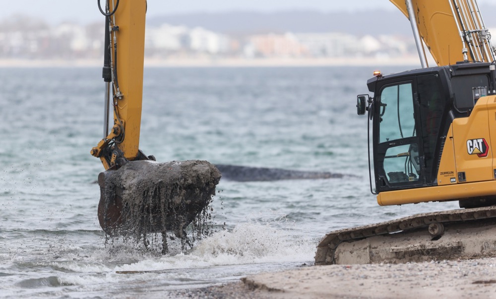 Grbavi kit nasukan u Baltiku ugiba u bolovima. "Ne možemo ga spasiti"