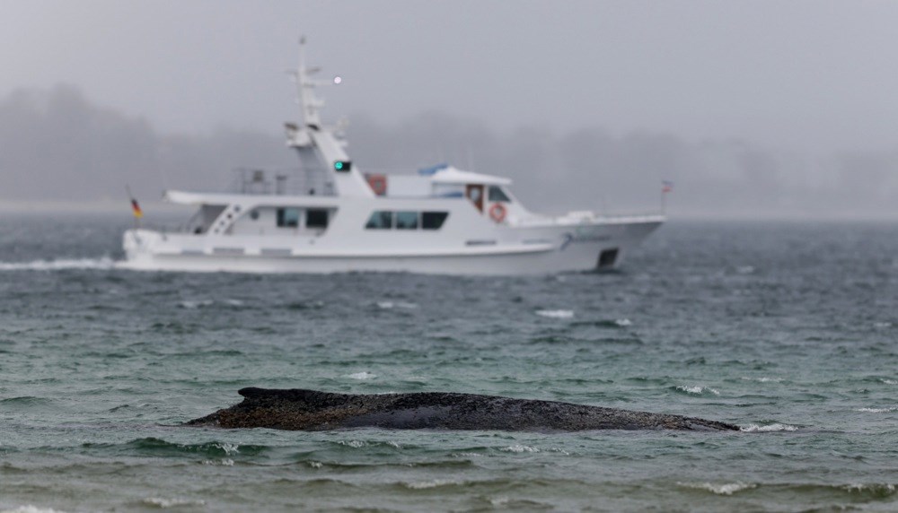 Grbavi kit nasukan u Baltiku ugiba u bolovima. "Ne možemo ga spasiti"