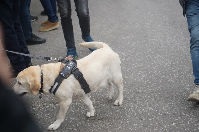 Duška Vujoševića ispratila njegova vjerna prijateljica, kujica Žuta