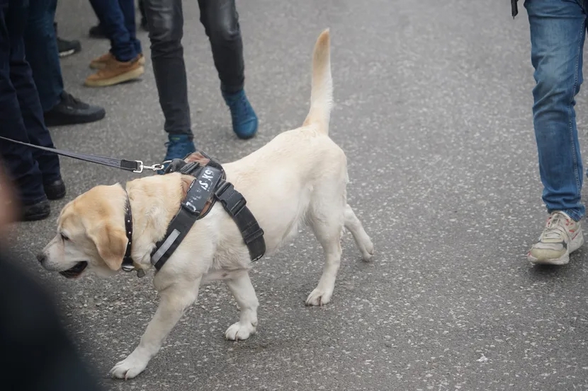 Duška Vujoševića ispratila njegova vjerna prijateljica, kujica Žuta