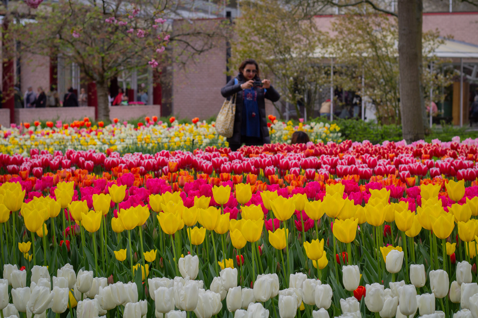 Tulipani su procvjetali u jednom od najvećih cvjetnih vrtova na svijetu