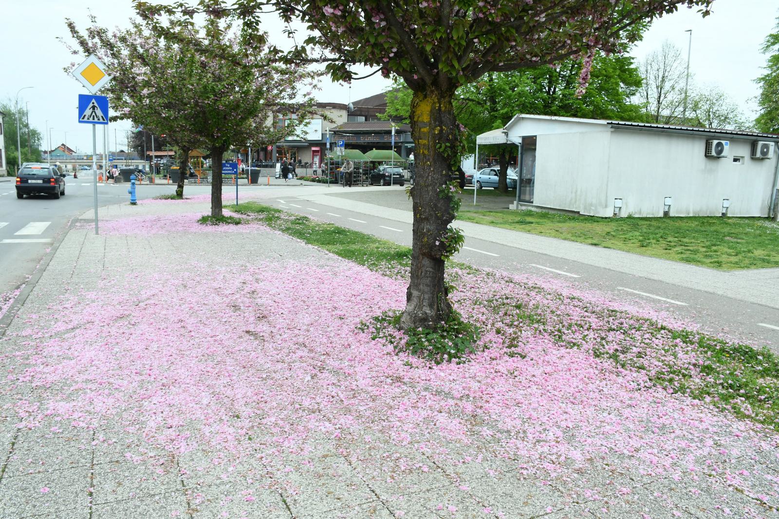 Fotka dana: "Tepih" od cvjetova japanske trešnje na pločniku u Sisku