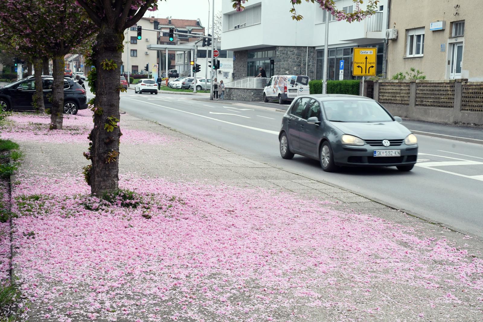 Fotka dana: "Tepih" od cvjetova japanske trešnje na pločniku u Sisku