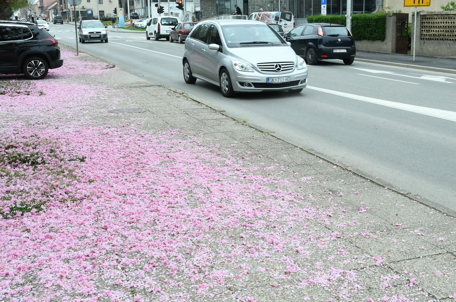 Fotka dana: "Tepih" od cvjetova japanske trešnje na pločniku u Sisku