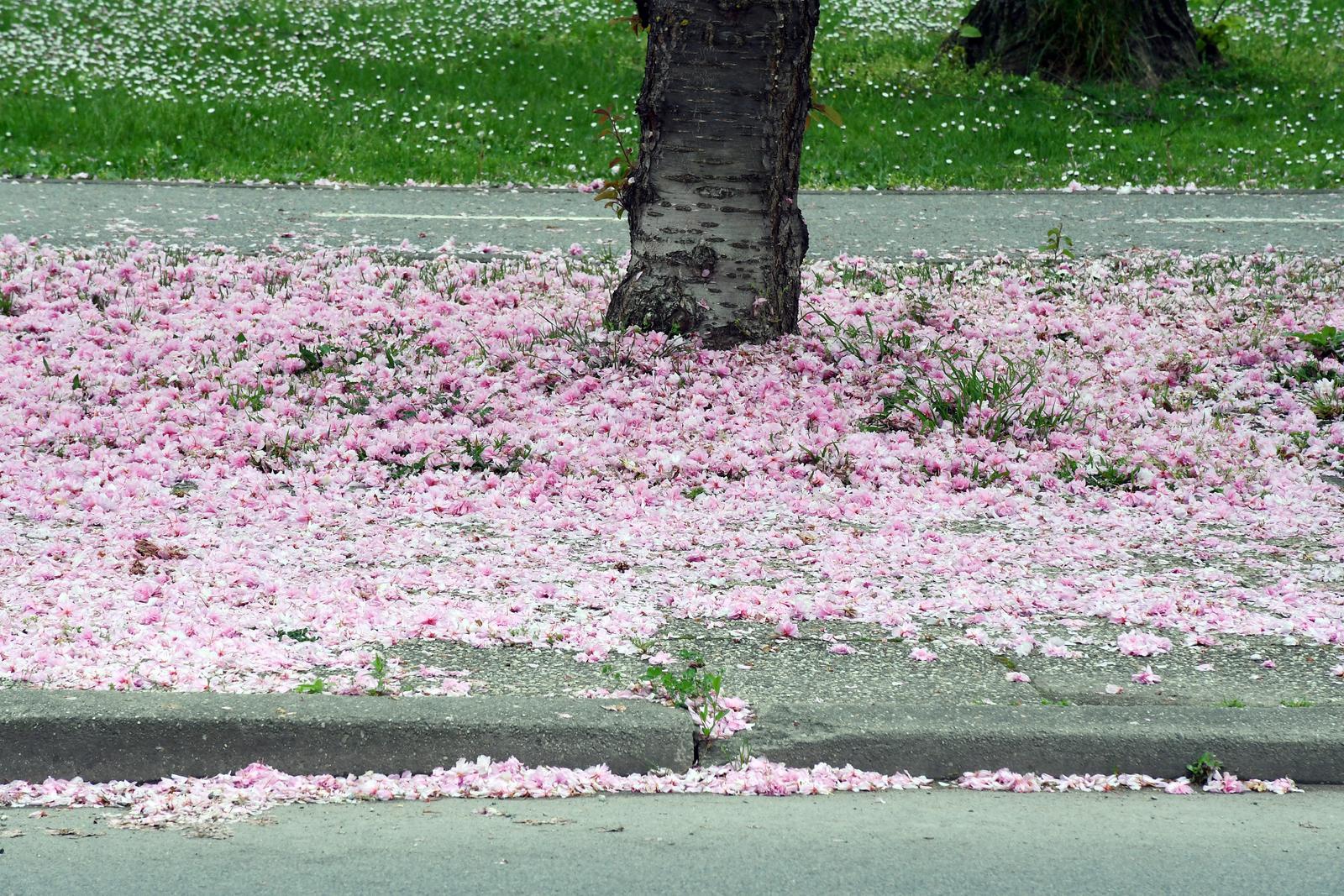Fotka dana: "Tepih" od cvjetova japanske trešnje na pločniku u Sisku