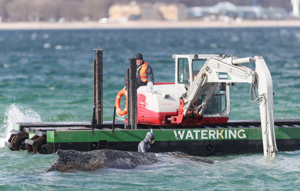 FOTO U Njemačkoj se nasukao kit. Pokrenuta je akcija spašavanja