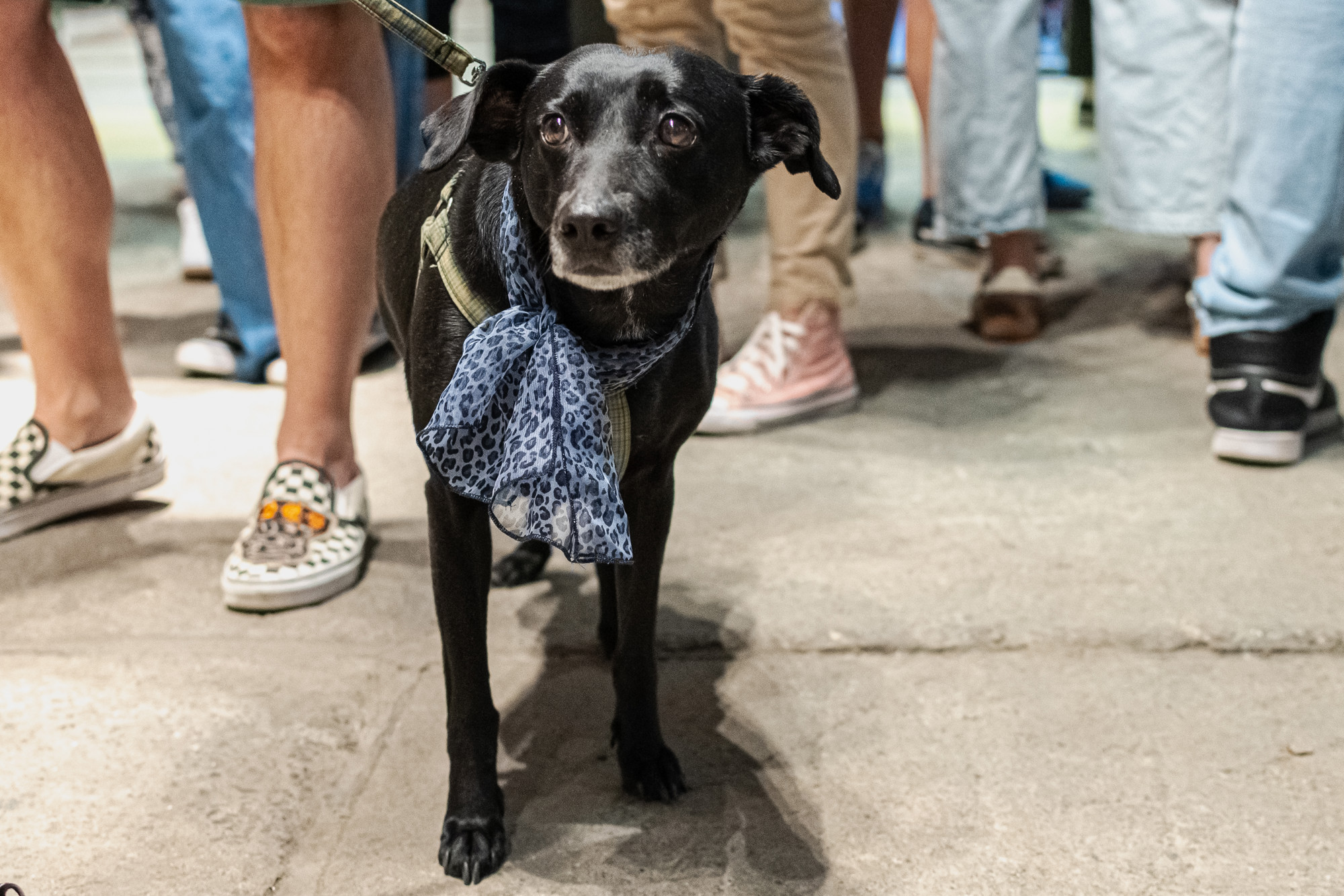 U Zagrebu i Rijeci ćete se moći tetovirati i tako pomoći životinjama u azilima