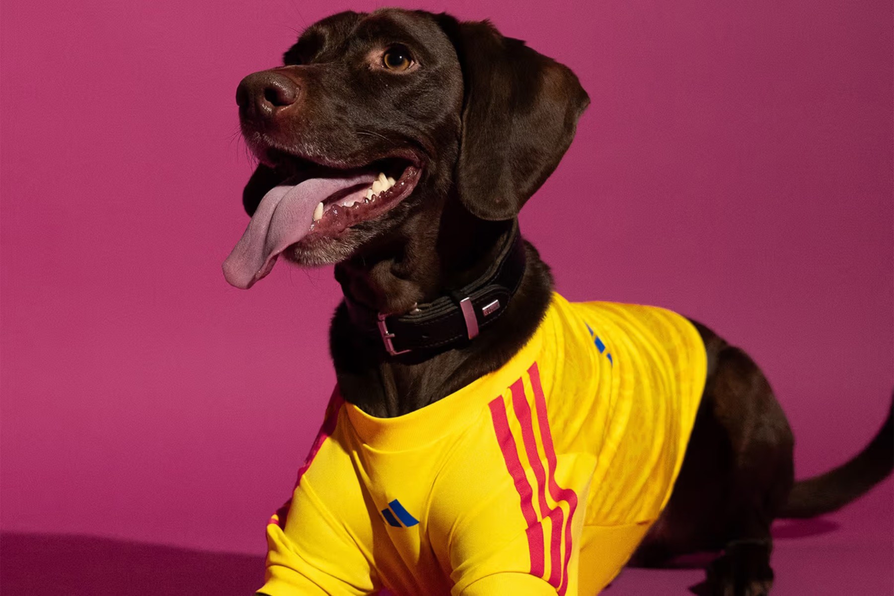 adidas lansira nogometne dresove za ljubimce, neodoljivi su