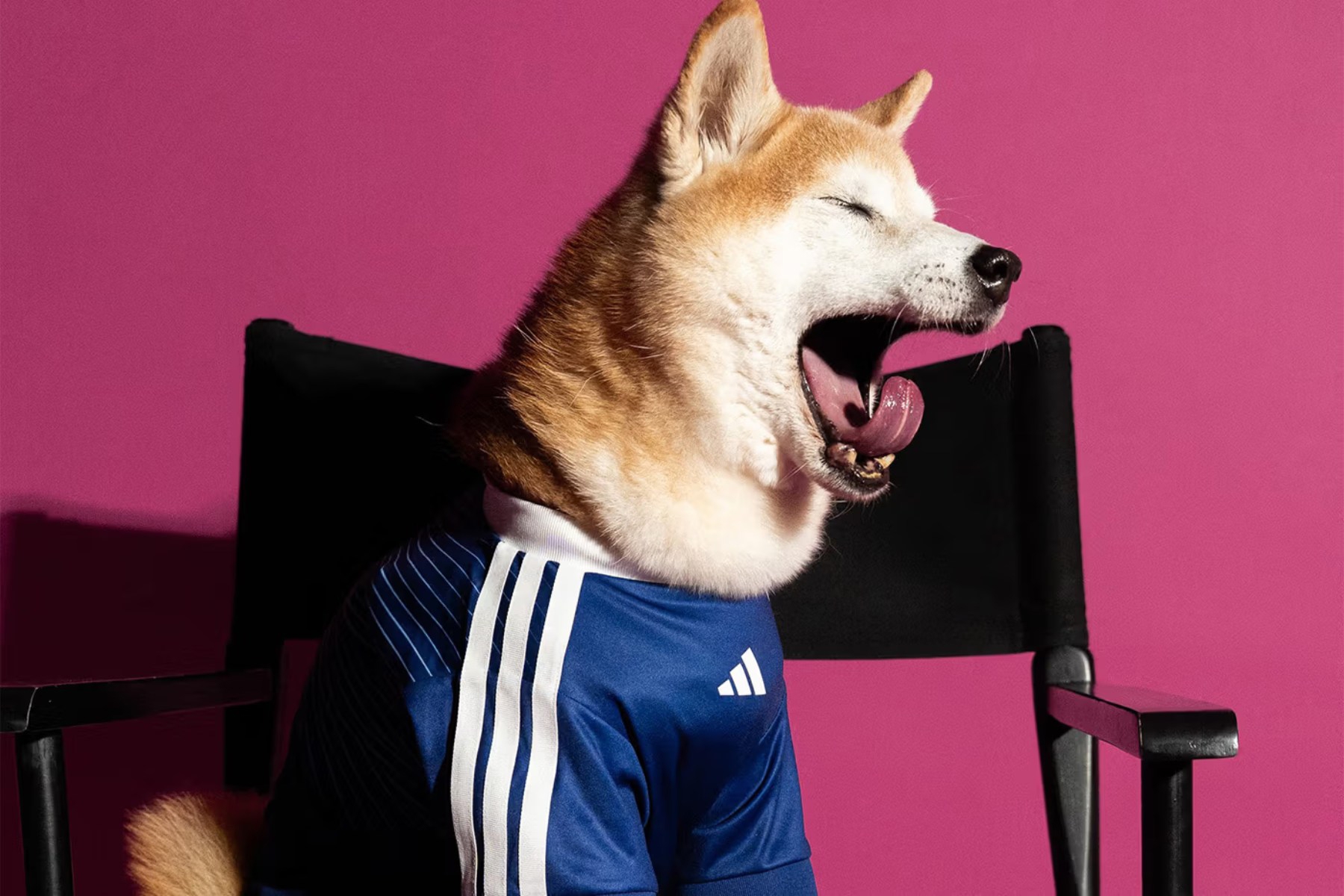 adidas lansira nogometne dresove za ljubimce, neodoljivi su