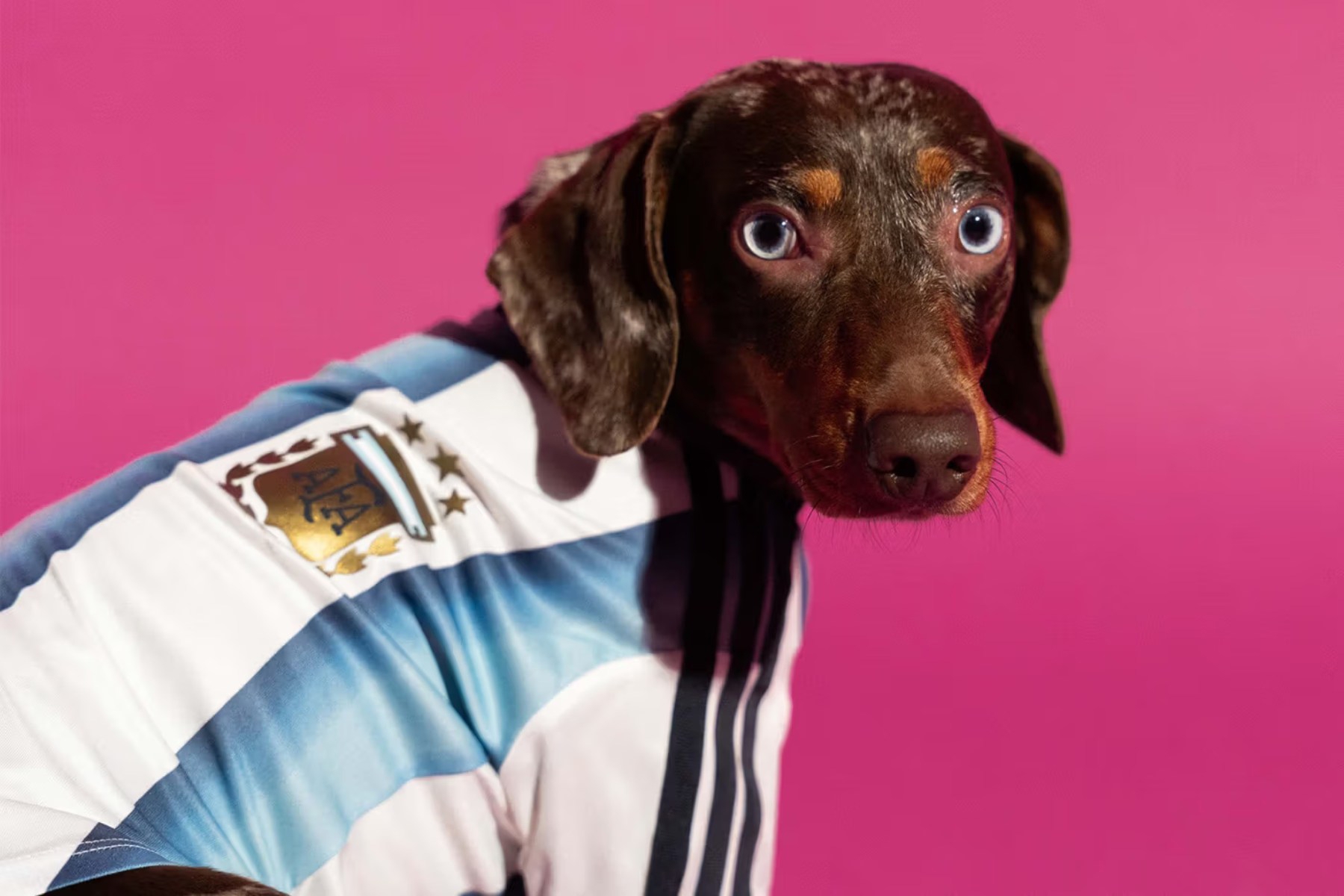 adidas lansira nogometne dresove za ljubimce, neodoljivi su