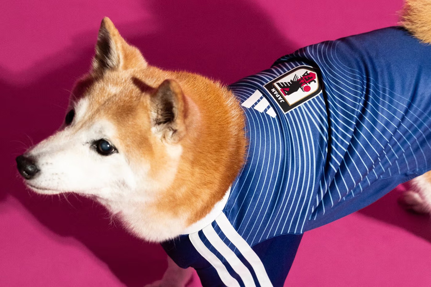 adidas lansira nogometne dresove za ljubimce, neodoljivi su