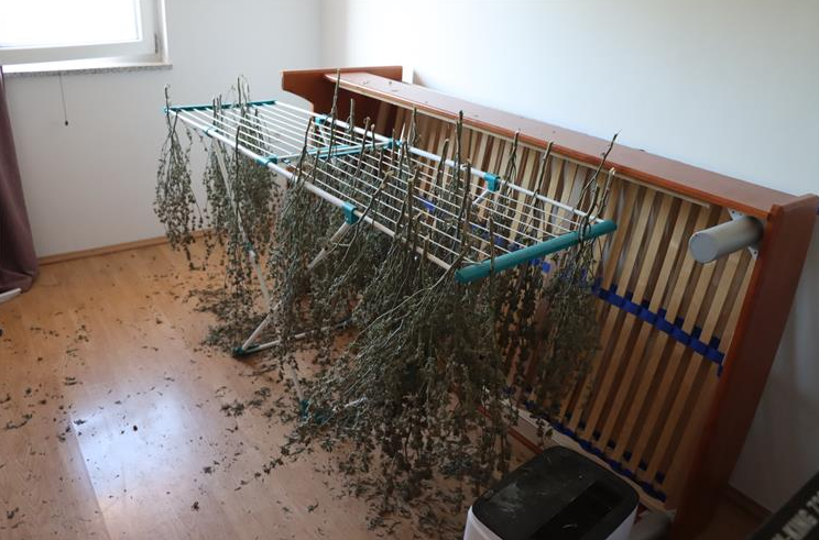 FOTO Slovenac u Istri pao s više od 4 kg marihuane. Našli mu i laboratorij