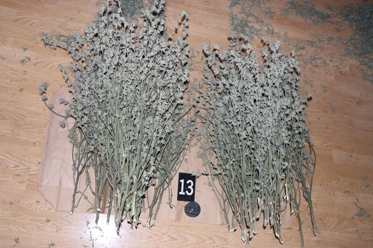 FOTO Slovenac u Istri pao s više od 4 kg marihuane. Našli mu i laboratorij