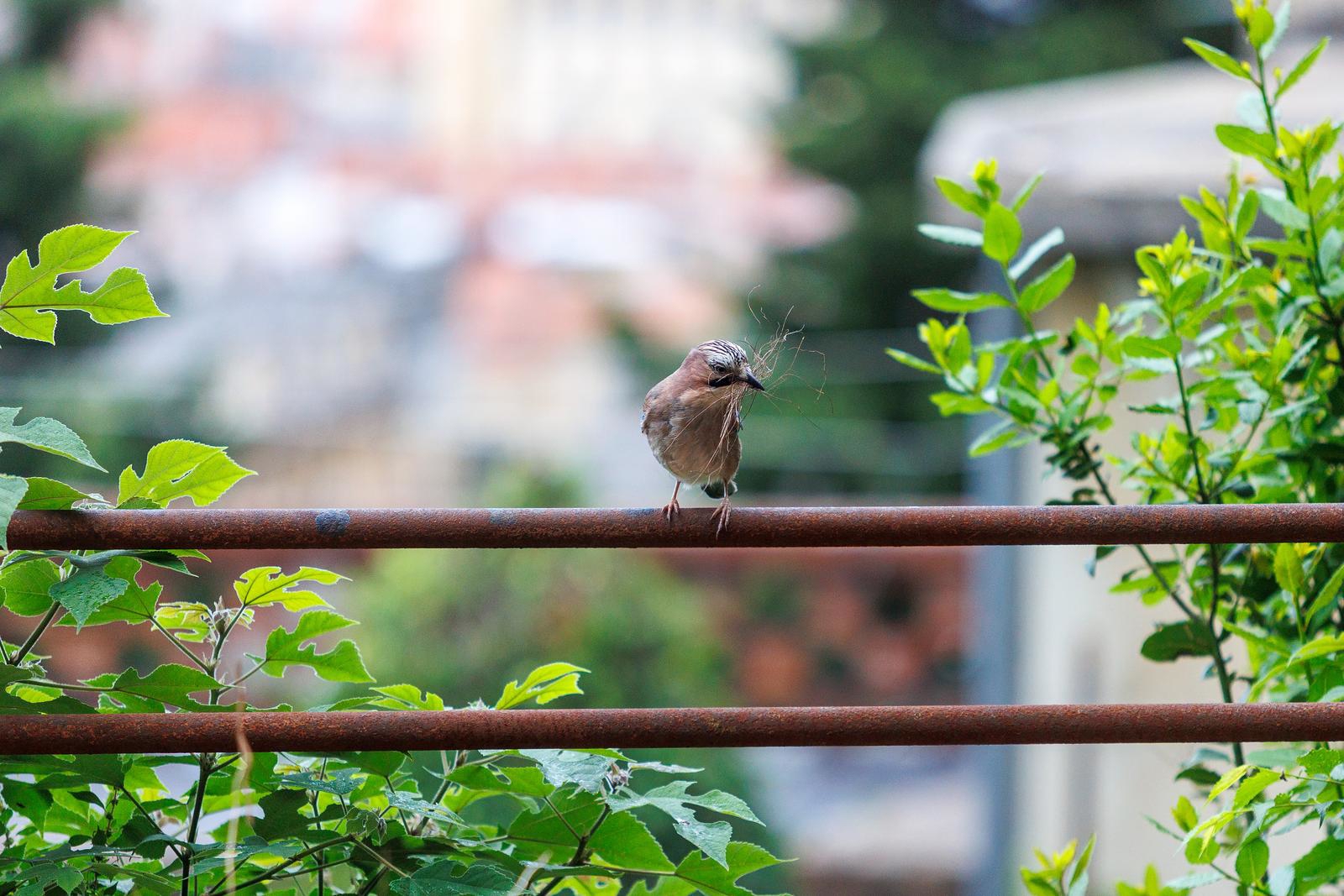 FOTO Šojka u Rijeci skuplja materijal za izgradnju gnijezda