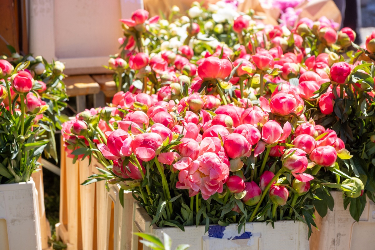 GALERIJA Pogledajte kako izgleda ovogodišnji Floraart na Bundeku