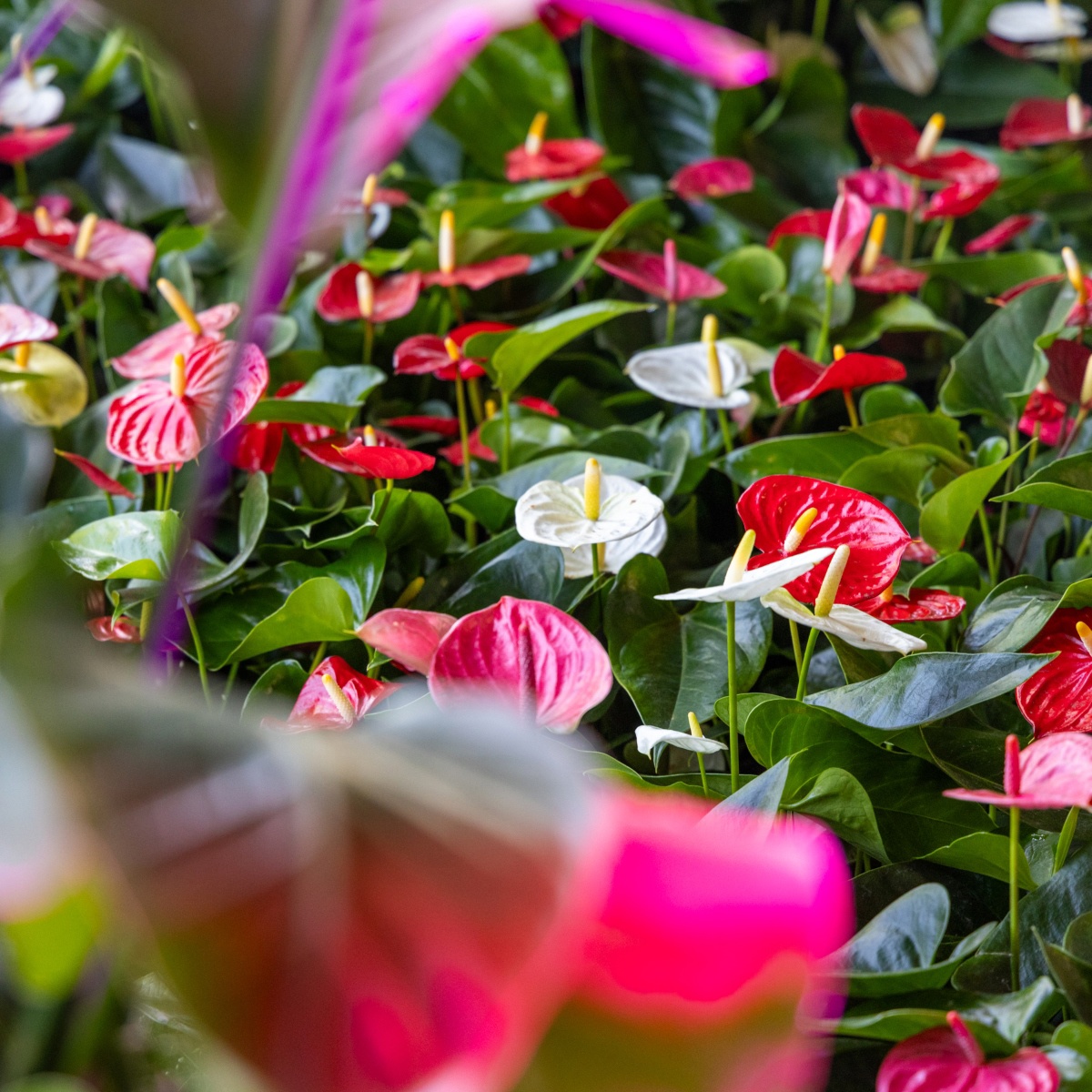 GALERIJA Pogledajte kako izgleda ovogodišnji Floraart na Bundeku