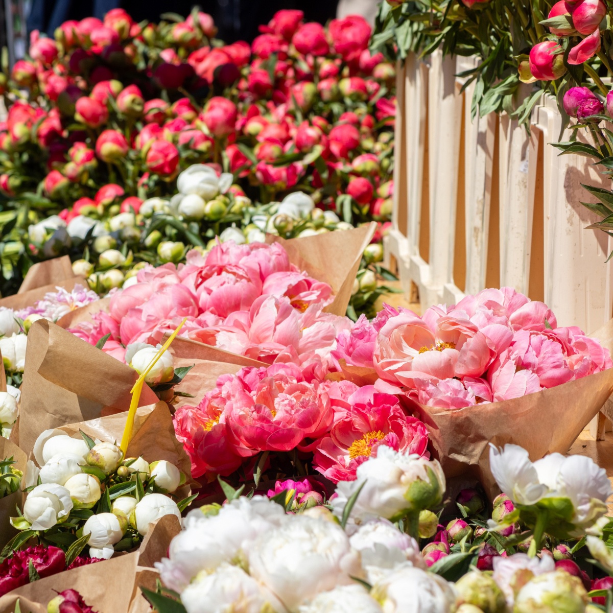 GALERIJA Pogledajte kako izgleda ovogodišnji Floraart na Bundeku