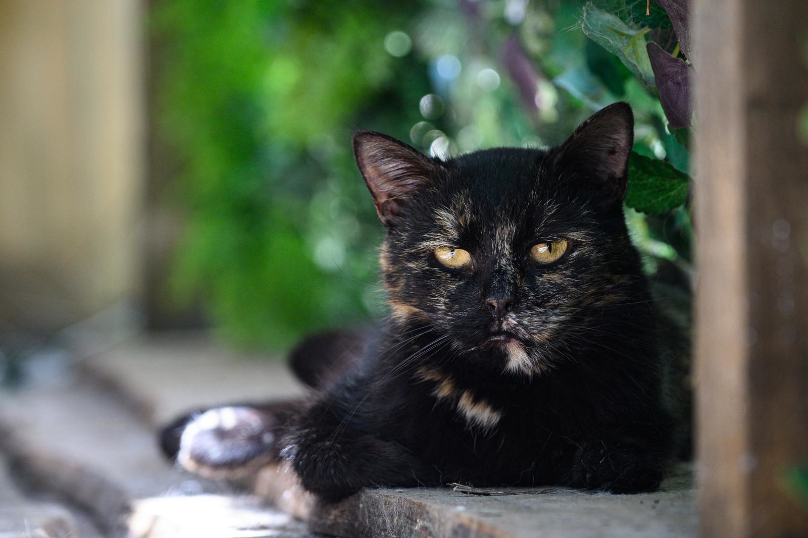 Kakva uživancija: Mačke uživaju u hladovini terase Cat caffea u Zagrebu